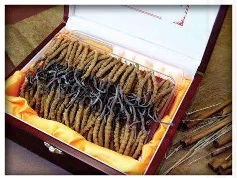 甘井子冬虫夏草回收